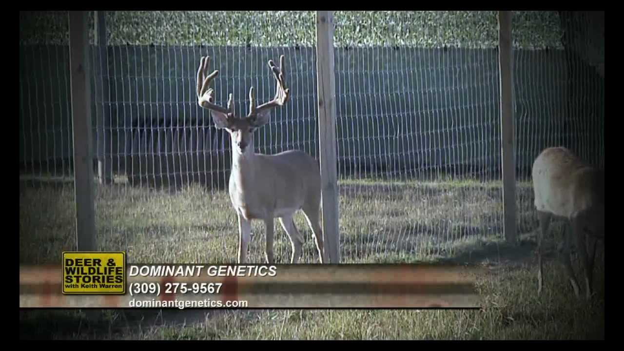Only 1 Can Dominate | Deer & Wildlife Stories