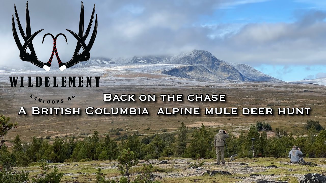 Back On The Chase: A B.C. Alpine Mule Deer Hunt