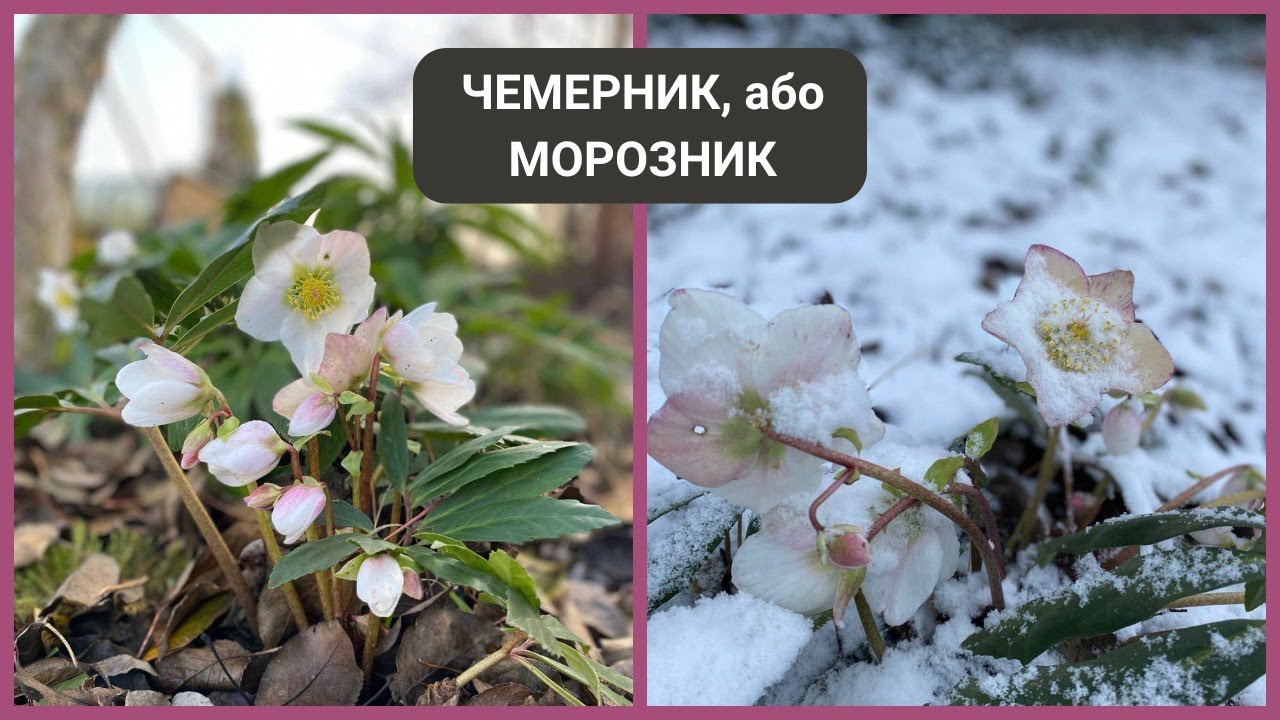 Чемерник, або морозник - види, посадка, догляд