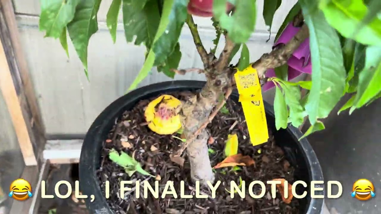 Random Garden Walkthrough | WA Zone 8b Garden Vlog