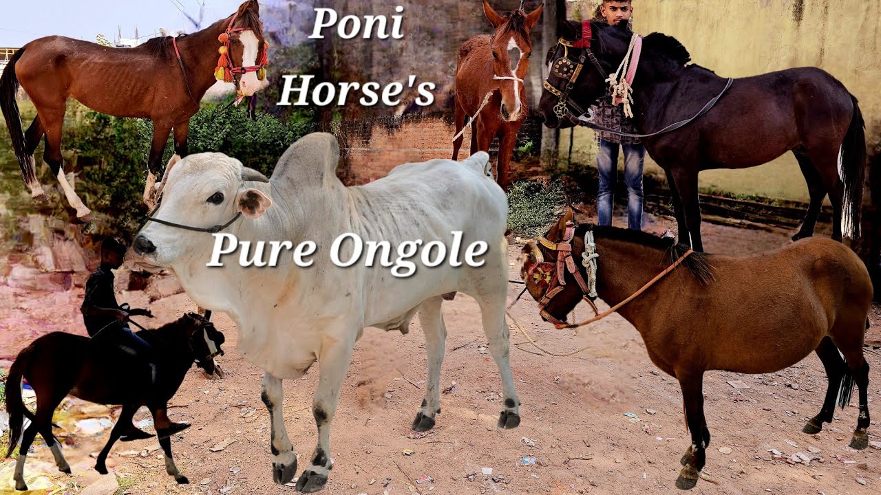 Tattu ghode available in Hyderabad | poni horses | Big Ongole bull | sasta marwad ghoda in Hyderabad