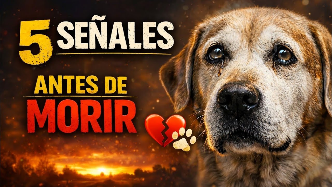 5 Señales Silenciosas De Que tu Perro se está Despidiendo