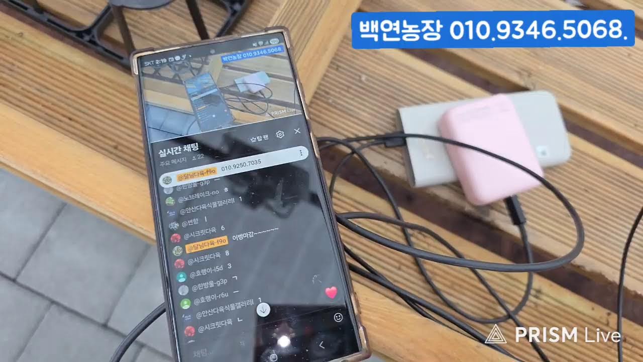 (2.28.토) 백연농장 #금다육 #식물 #흙 #라이브 방송