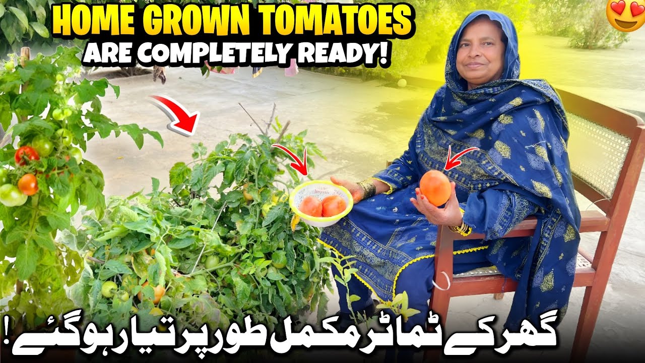 Home Grown Tomatoes Are Full Ready 😍✨ Ghar K Tomatoes Completely Ready Ho Gaye | Humare Ami Abu