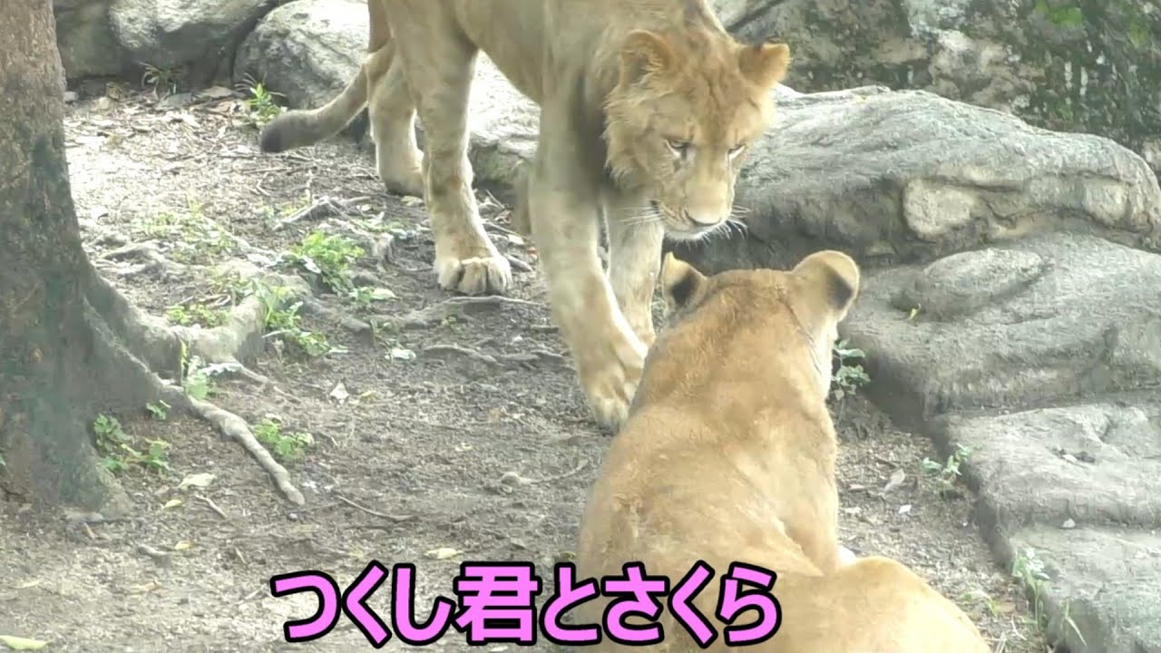 暑さでぐったりモードのリリ花親子＆さくら！！とべ動物園にて