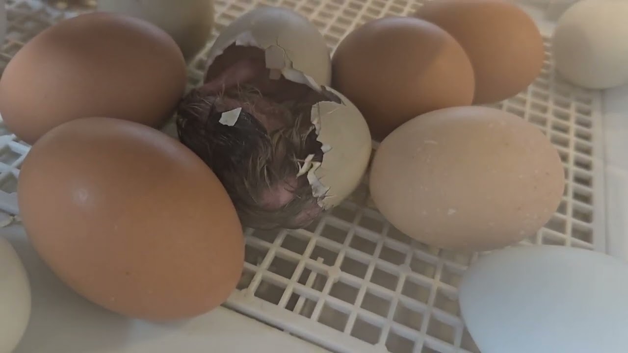 Chick #4 Hatching - Bing Bong
