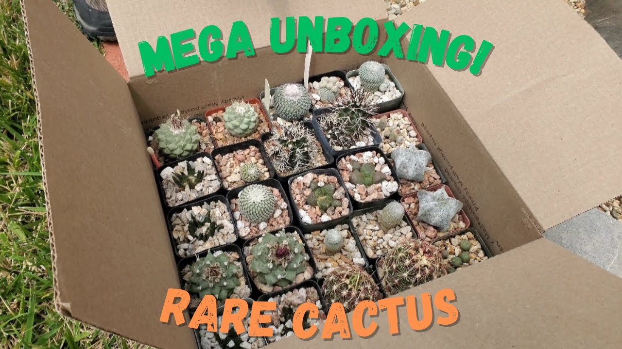 Rare Cactus Mega Unboxing (Ariocarpus, Mamillaria, Corypantha, Epithilantha and more!)