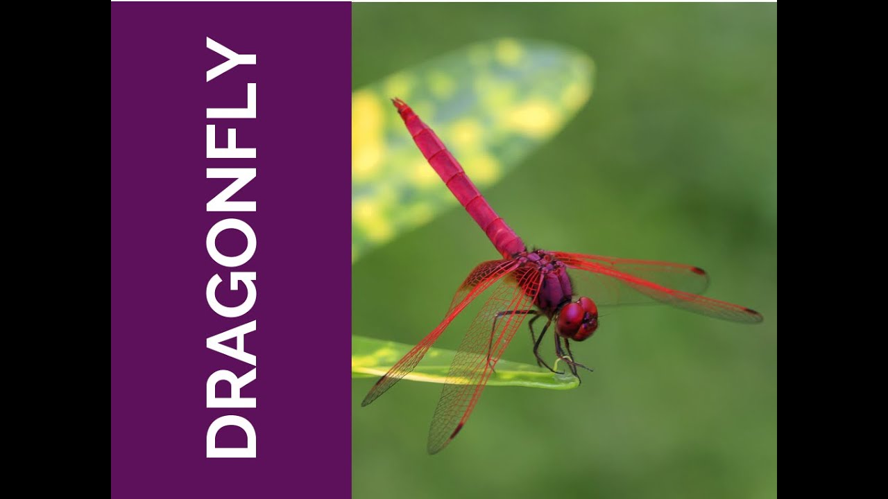 Wisdom from a Dragonfly  - Animal Wisdom Circle