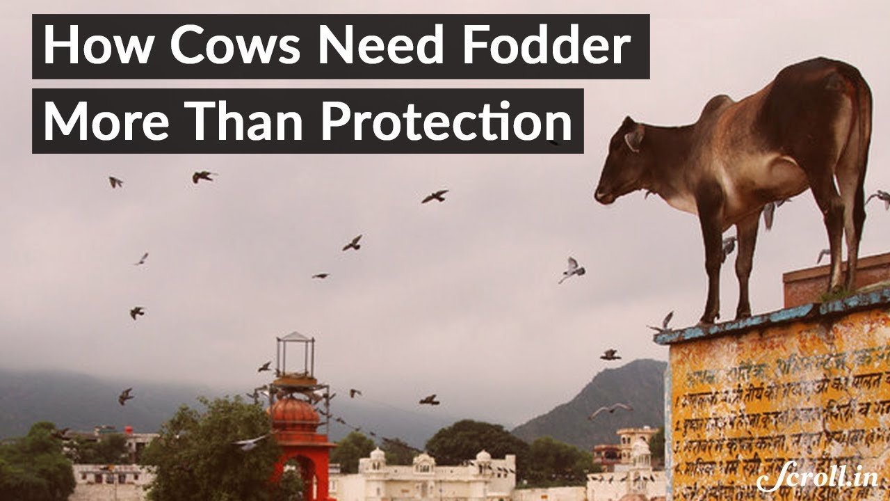 How Cows Need Fodder Than Protection
