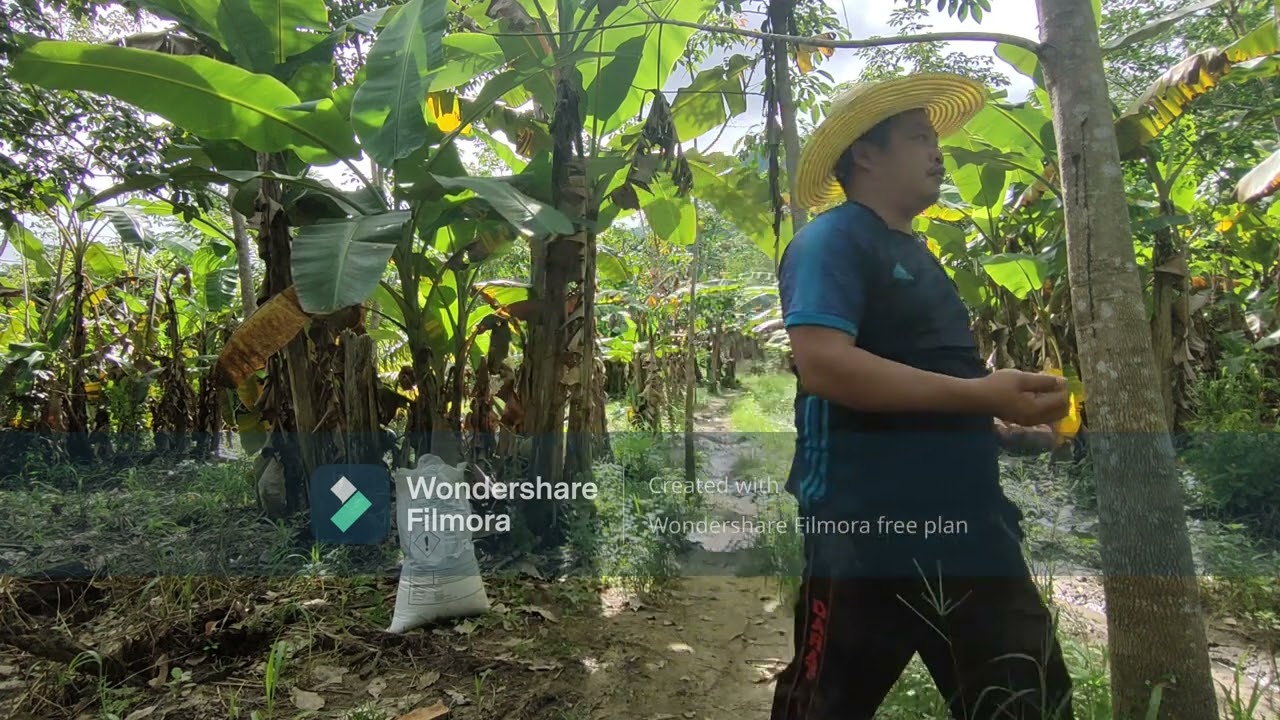 cara membaja pokok getah dengan betul