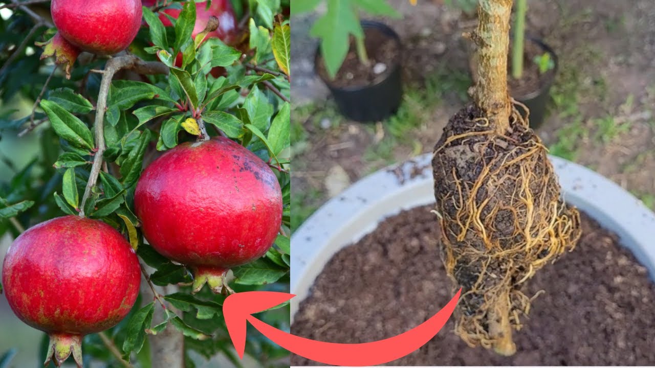 Produz em 6 MESES no Vaso com a Alporquia no Pé de ROMÃ