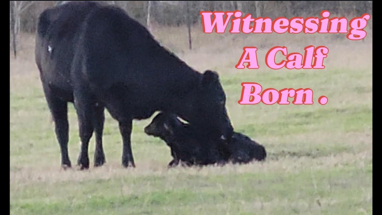 Witnessing a Calf Being Born / Real Farm Life With Shirley