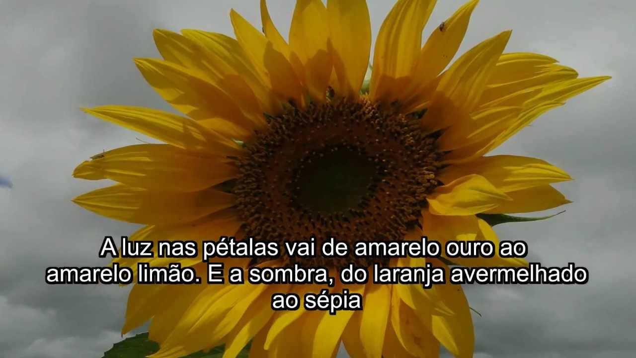 Como pintar girassois vídeo 1