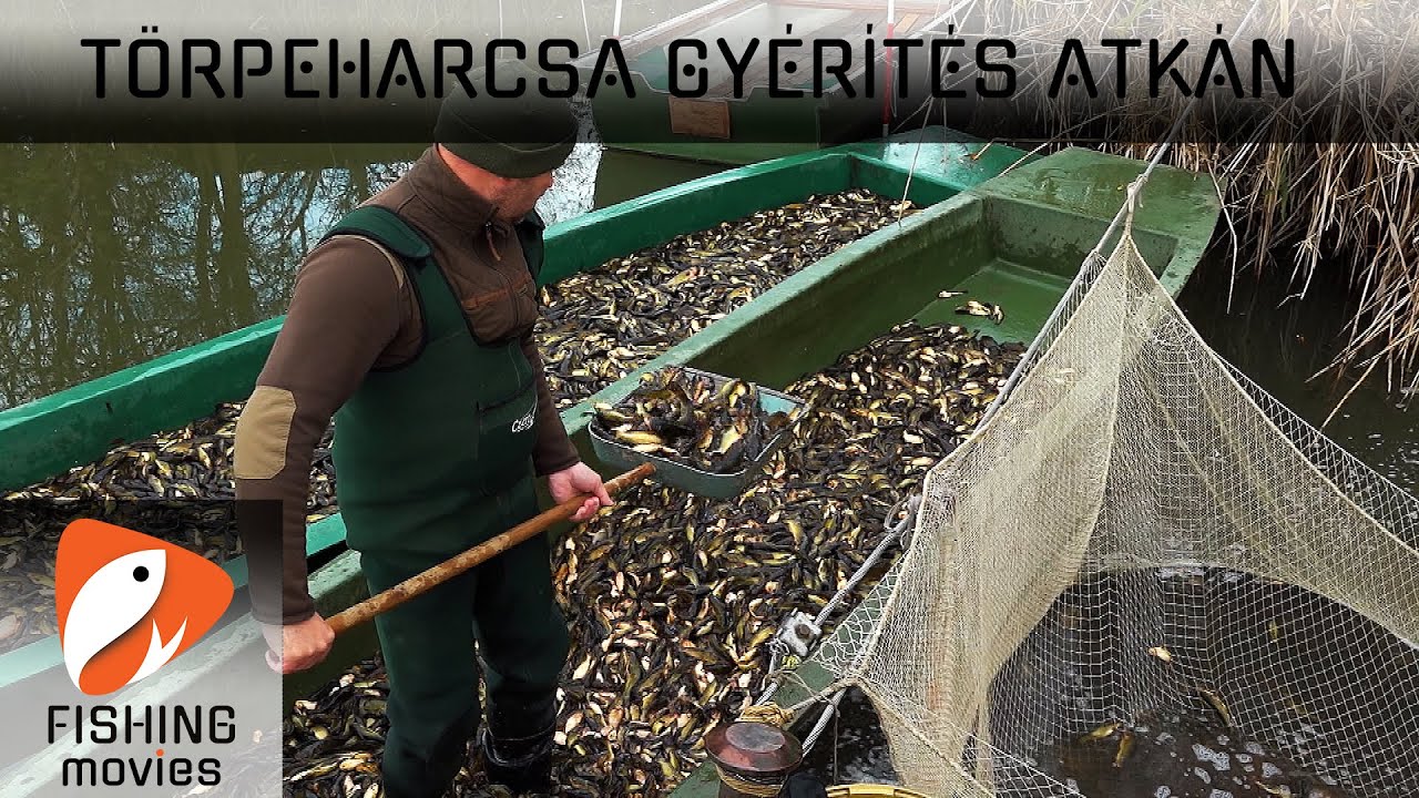 Törpeharcsa gyérítés az Atkai-holtágon