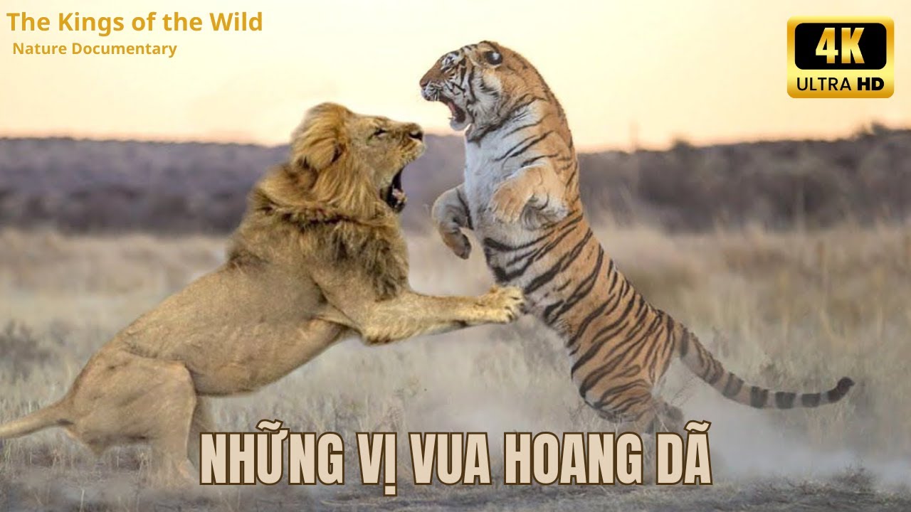 NHỮNG VỊ VUA HOANG D&Atilde; - VIDEO 4K | Wild Arican | #thegioidongvat #naturedocumentary