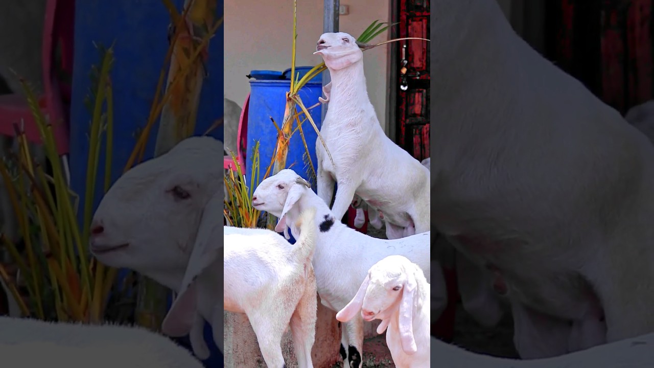 Коза Паала Каро &hearts;️ #bakraeid #bakraeid2025 #bakraeidspecial #goat #goats #trending #biggoats