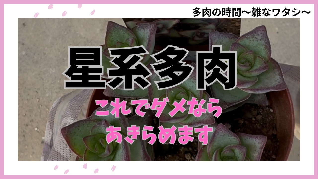 No.15【多肉植物】　星系多肉　星の王子　リベンジします