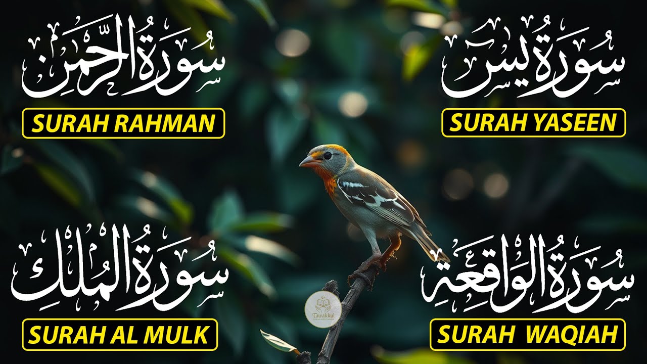 Beautiful Surah Yaseen (Yasin) | Surah Rahman | Surah Waqiah | Surah Mulk