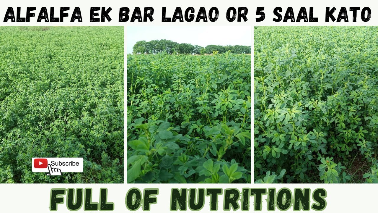 Alfalfa Fodder How to grow Alfalfa Best alfalfa seed in Pakistan | Queen Of Fodder.