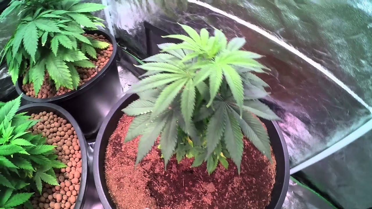 1200w LED Grow season 1: Episode 7