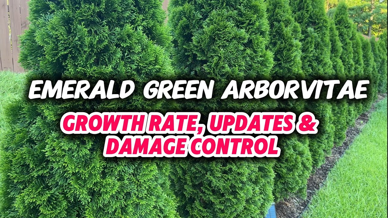 Emerald Green Arborvitae, ep. 6 | 8 Month Update