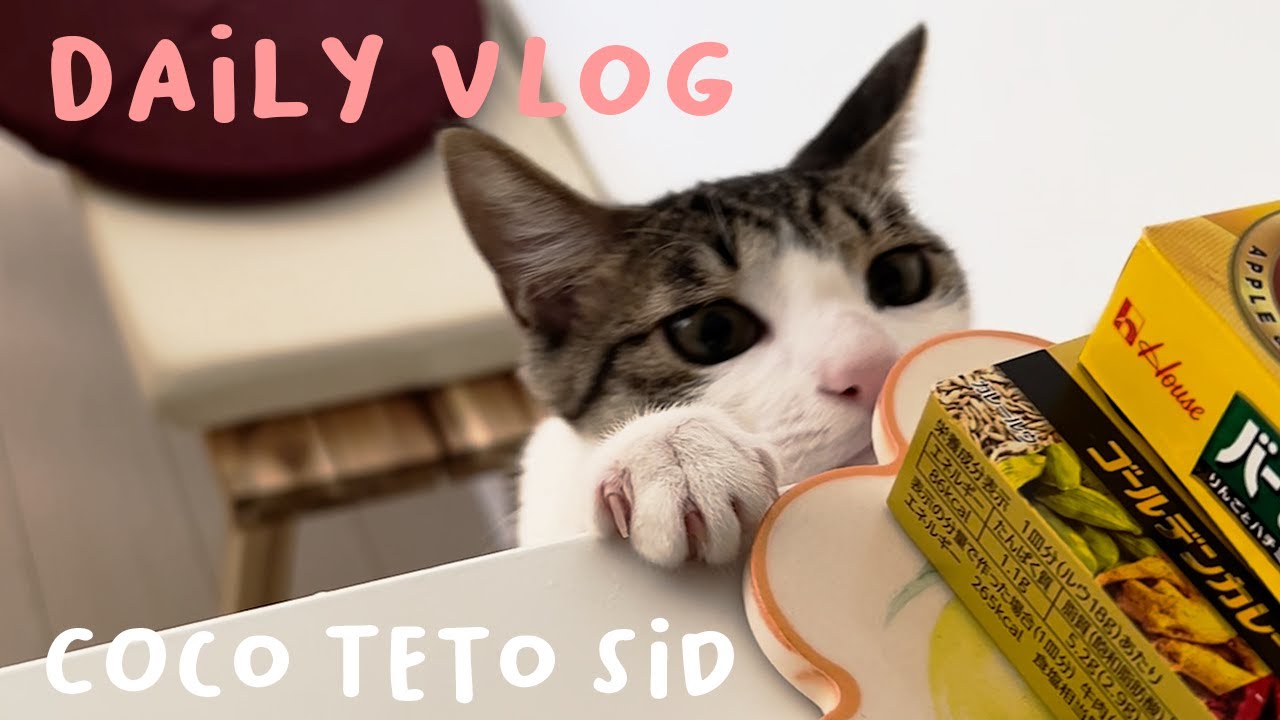 イタリアンで誕生日会/キッチンを覗く子猫/YouTube作成の準備/しっぽ遊ぶをする子猫/生後6ヶ月のキャッツの日常/元保護猫