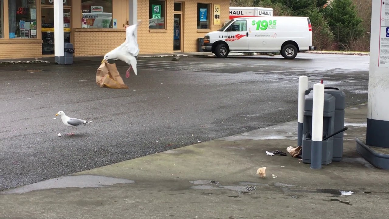 SEAGULLS LIKE McDONALD'S TOO 😲 trash aves птицы 鳥類 Vögel 조류 새 鳥 pájaro птица Vogel mcd lunchtime