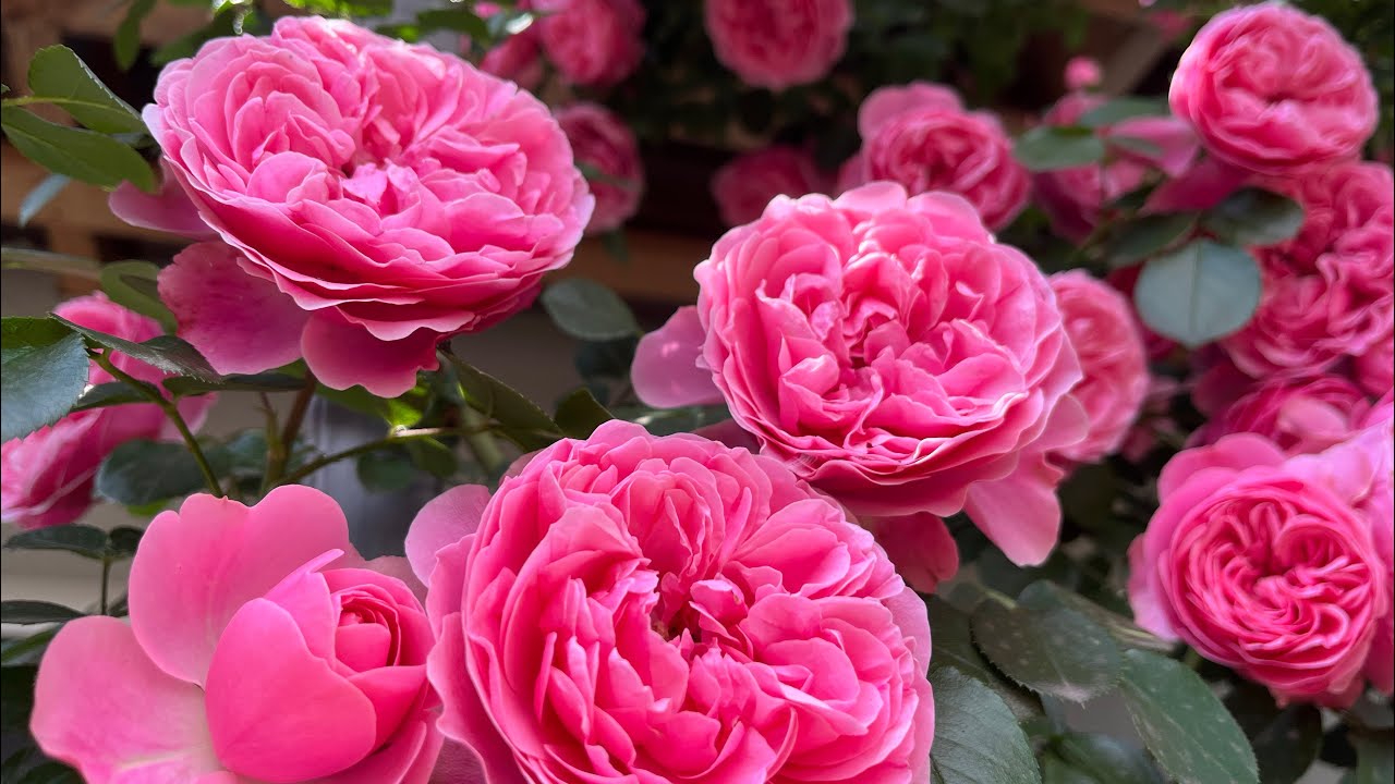 Роза Леонардо да Винчи (Rosе Leonardo da Vinci ) Франция Meilland  г. Киев 9 июня 2025 г.