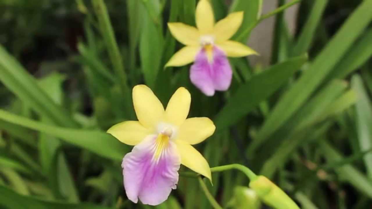 Miltonia regnellii f  citrina - Orquidário Imirim