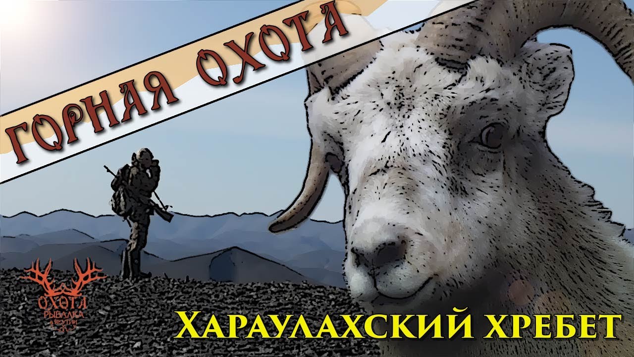 Горная охота на Хараулахском хребте. Снежный баран.