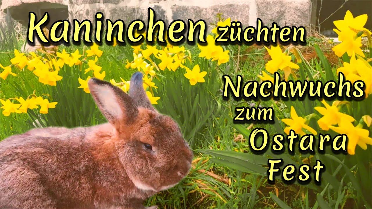 #23 Kaninchen züchten - Nachwuchs zum Ostara-Fest + Extra Oster-Überraschung