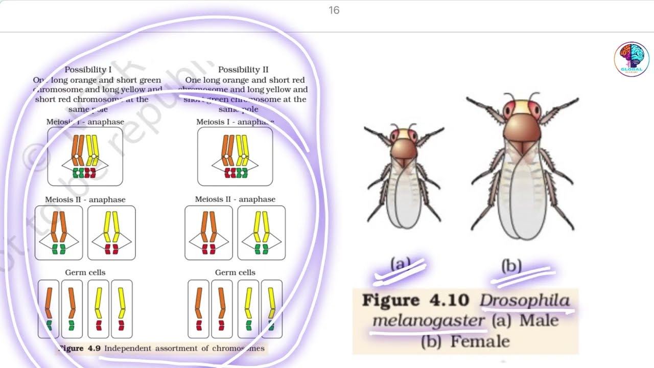 Class 12 Biology NCERT All Figures Analysis | NEET 2026 + Board Exam | One Shot#neet2026 #12th #neet