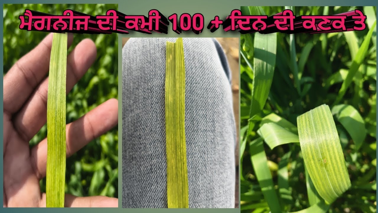 ਮੈਗਨੀਜ ਦੀ ਕਮੀ 100 + ਦਿਨ ਦੀ ਕਣਕ ਤੇ #manganesesulphate #farming #wheat 