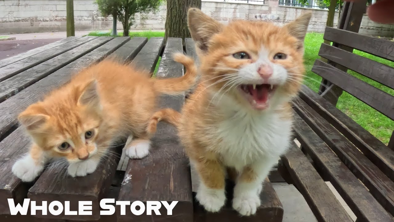 Tiny kitten jumps and seeks warmth in hoodie on a rainy day - Full Story