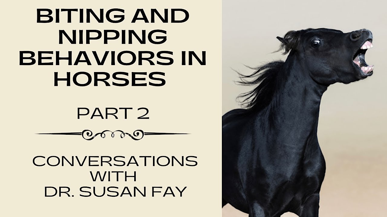 Biting and Nipping Behaviors in Horses - Part 2