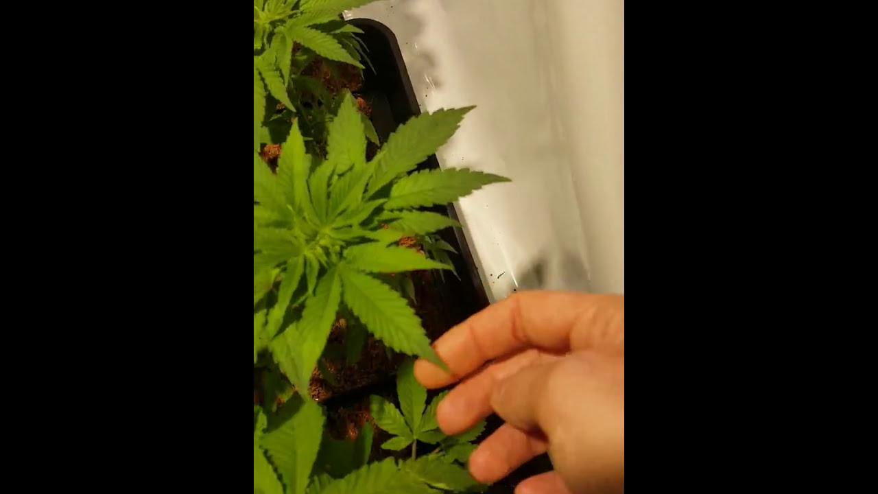MIGRO Closet grow diary