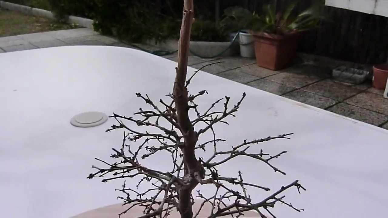 Shohin Bonsai Zelkova Serrata