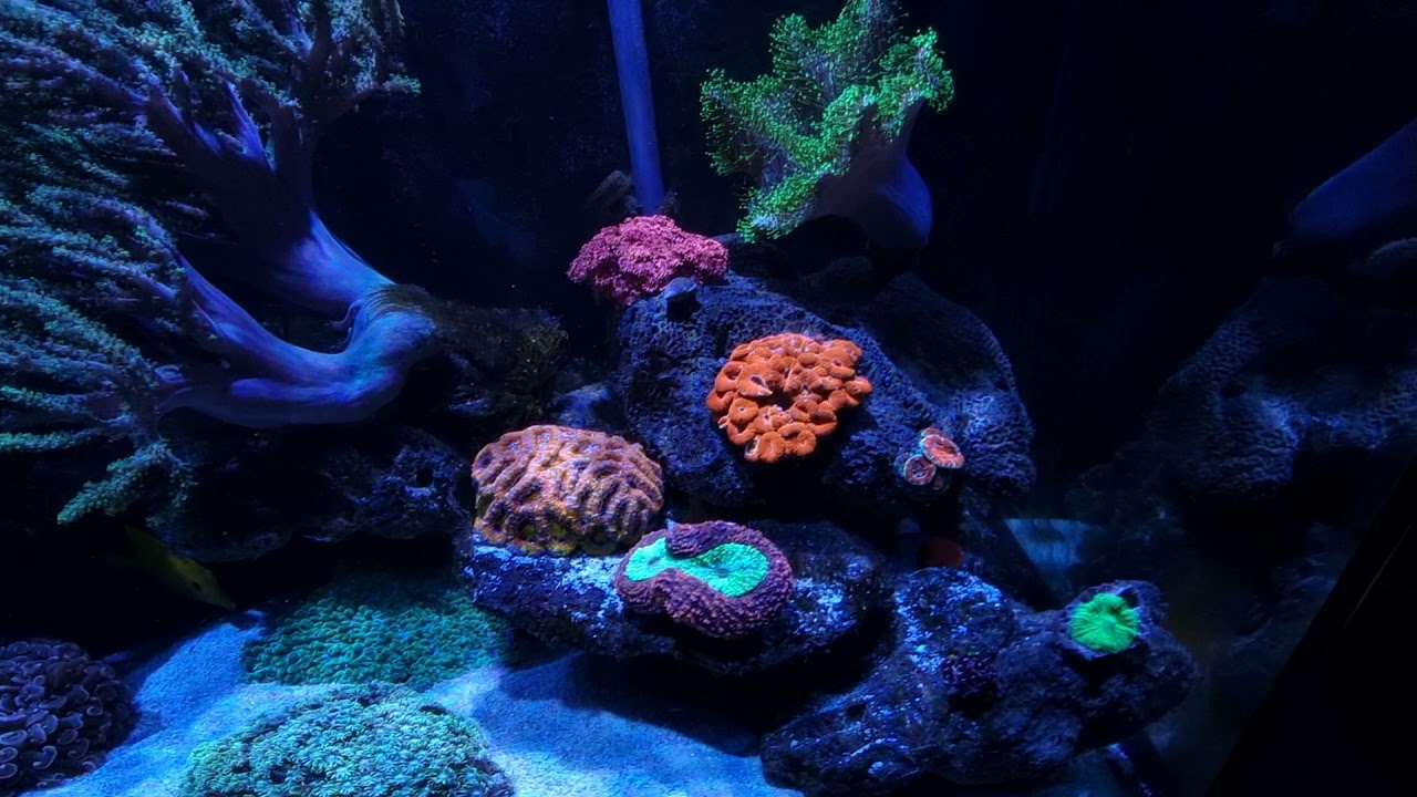 Low maintenance reef tank no sump no skimmer, no water changes. canister filter and  soft coral