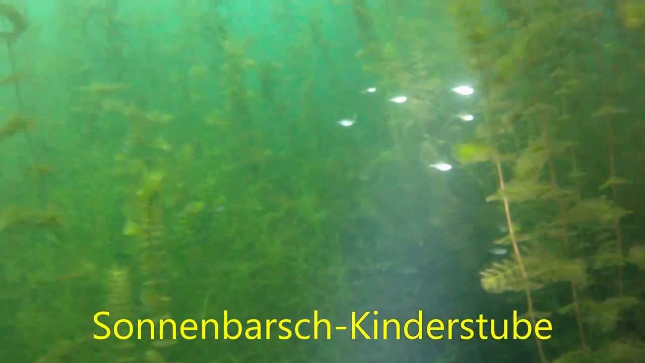 Sonnenbarsche im Fühlinger See