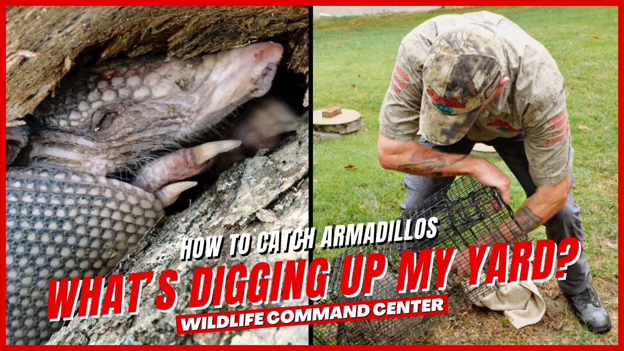 What's Digging Holes in My Yard | Wildlife Command Center - Ep. 9