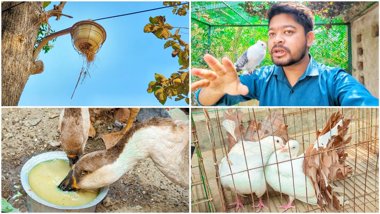 এই কবুতরটি বাইরে ছেড়ে দিতে ভয় পাচ্ছি আমি 😨