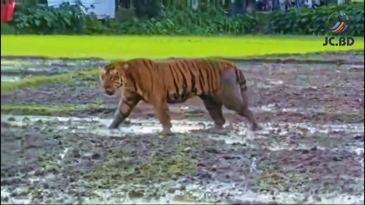 বনের রাজা লোকালয়ে The Royal Bengal in locality #animals #ferocious #viral