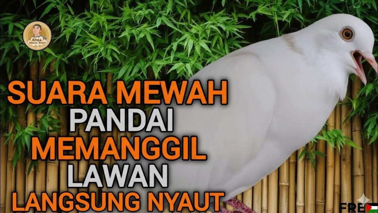 TERBARU PUTER PELUNG PUTIH SUARANYA PANJANG MENEKAN LAWAN AGAR MAU IKUTAN MANGGUNG GACOR ‼️