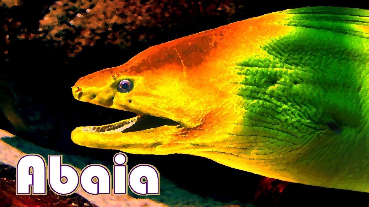 Abaia, Monster Eel of Doom - Melanesian mythology
