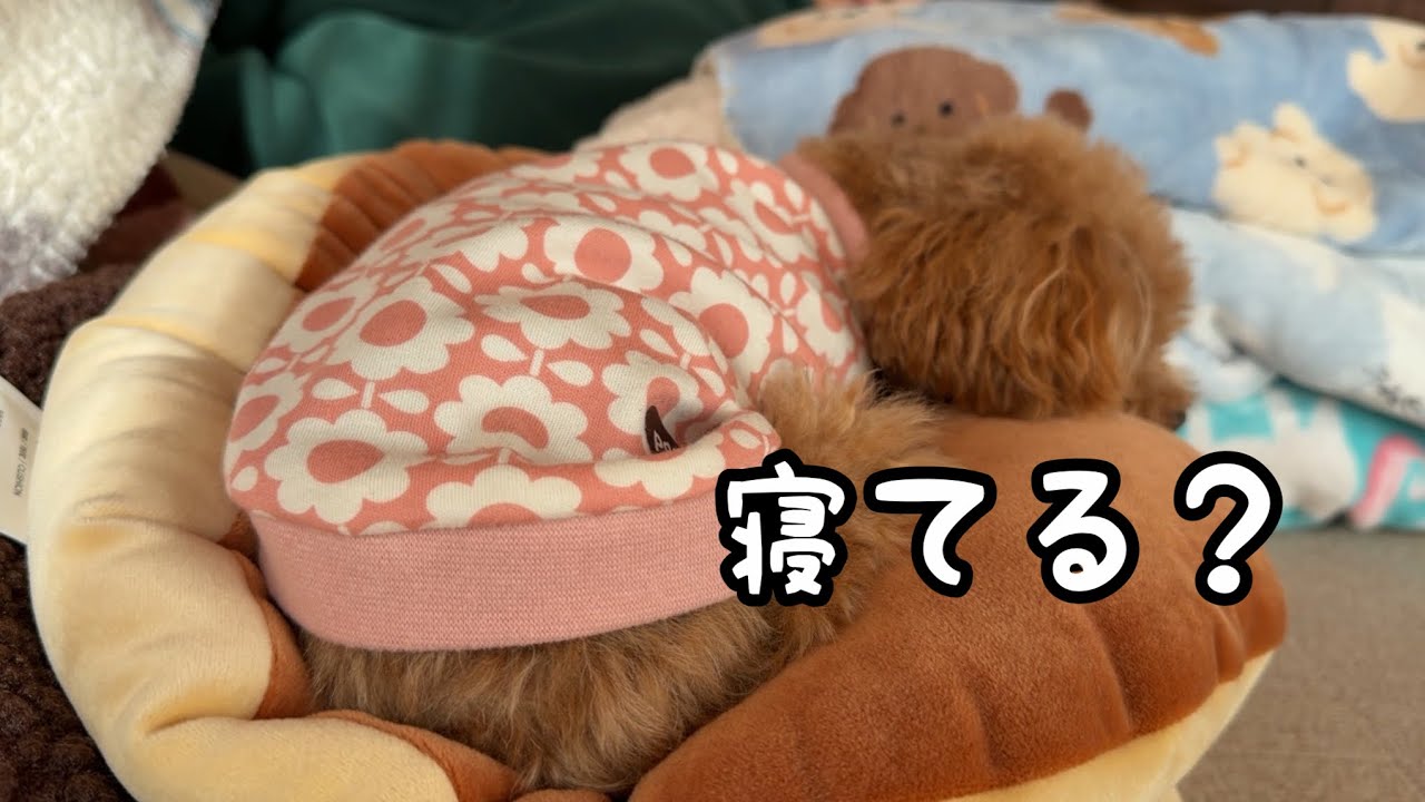 【検証】散歩で疲れさせれば、とーちゃんの昼寝は邪魔されないのか？