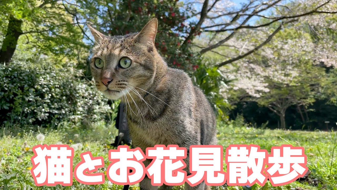 満開の桜の下で猫とお花見散歩してきました！猫を散歩させるメリットも解説します