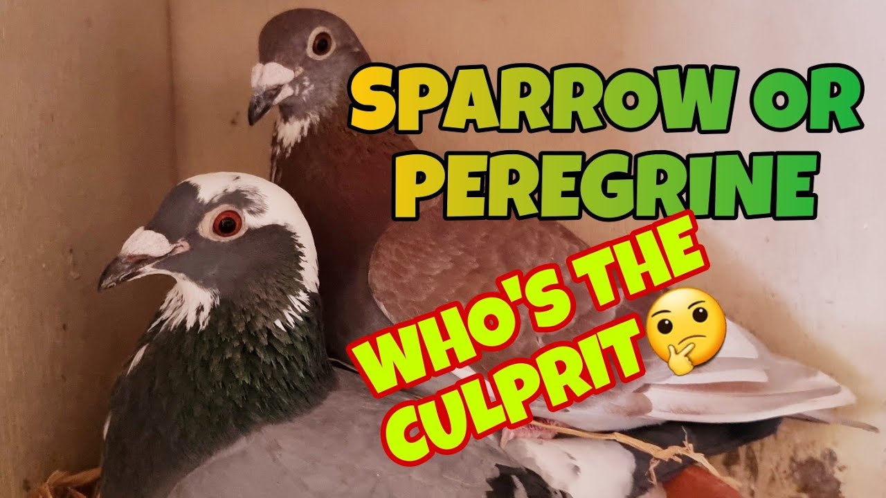 LOSING A BIRD DAILY AROUND THE LOFT|ARE WE JUST FEEDING OUR BIRDS TO BOP|PIGEON RACING UK| 🇬🇧
