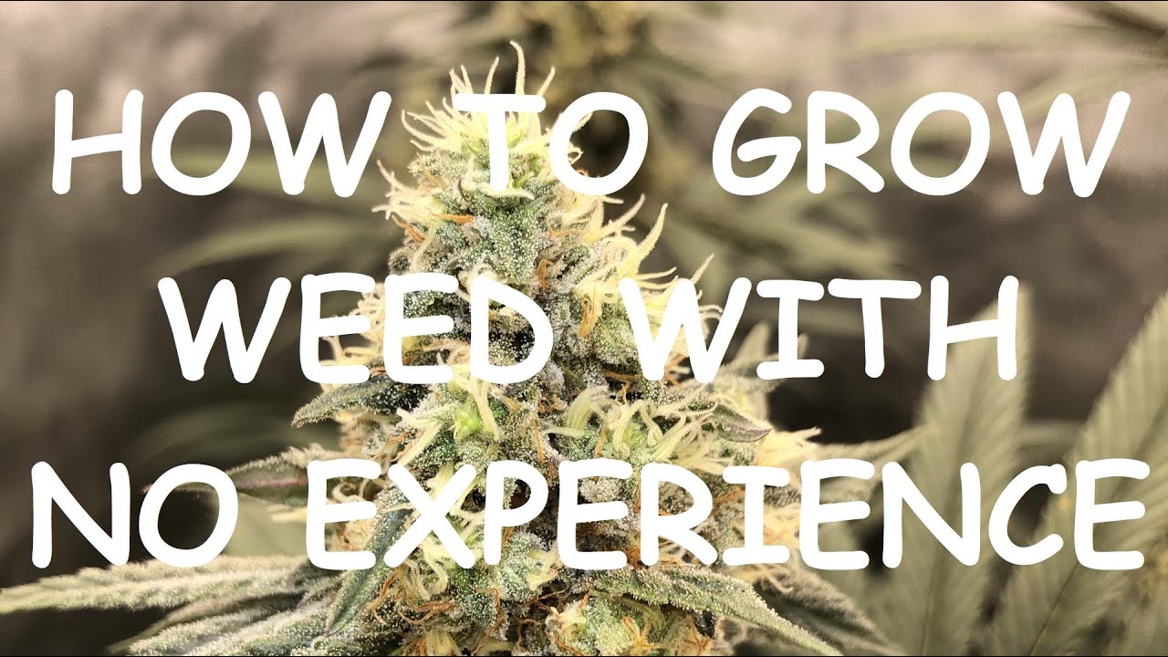 How to Grow Clones & Autoflowers Weed w/ NO EXPERIENCE - AC Infinity, Mars Hydro #marijuanagrowers