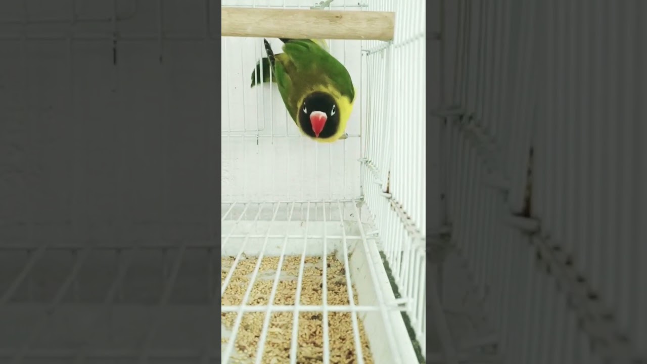 Black Masked African Lovebird #lovebirds #exoticbird