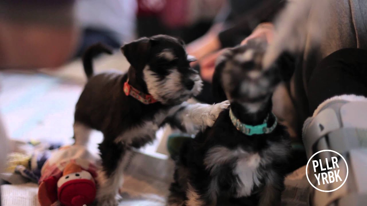 Trinity Western University Puppy Room - No More Stress!